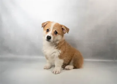 Female Pembroke Welsh Corgi puppy for sale at Summit Zoo.