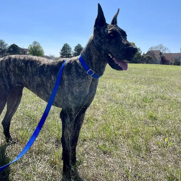 Female Great Dane (Adoption) Adoption Dog for Sale in Lee's Summit, MO