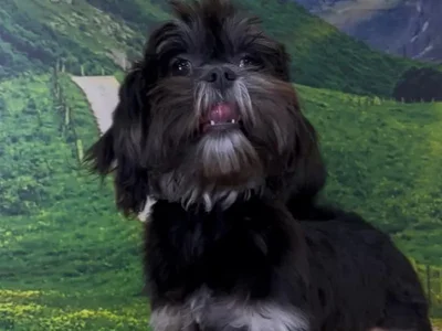 Female Lhasa Apso Puppy for Sale in Lee's Summit, MO