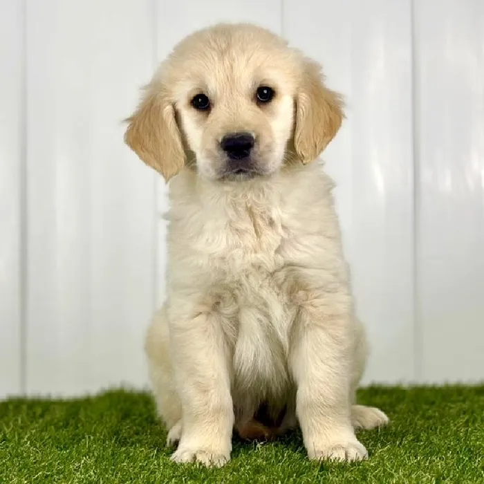 Male Golden Retriever Puppy for Sale in Lee's Summit, MO