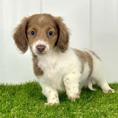 Female Dachshund Puppy for Sale in Lee's Summit, MO