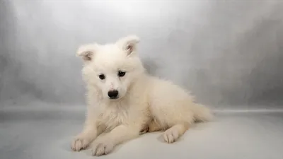 Female American Eskimo puppy for sale at Summit Zoo.