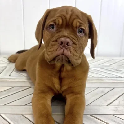 Female Dogue De Bordeaux Puppy for Sale in Lee's Summit, MO