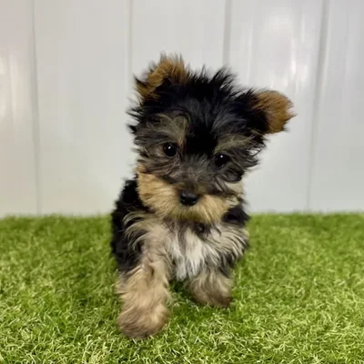 Female Yorkie Puppy for Sale in Lee's Summit, MO