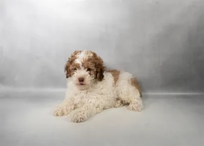 Male Cockapoo puppy named Rogue for sale at Summit Zoo.