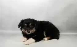 car_main_img_/media/ap_media/pets/KWXPMOTCLJOH35146.webp.250x250_q85.webp