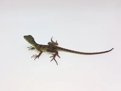 Unknown Green Basilisk Reptile for Sale in Lee's Summit, MO