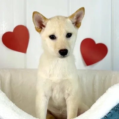Female Shiba Inu Puppy for Sale in Lee's Summit, MO