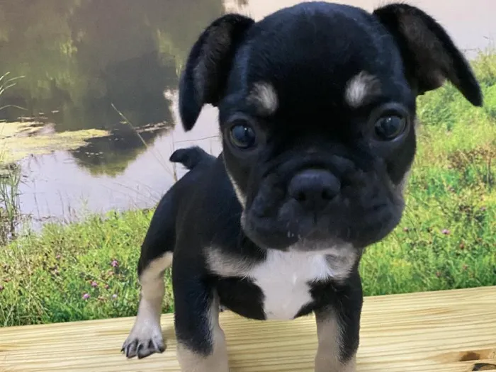 Female French Bulldog Puppy for Sale in Lee's Summit, MO