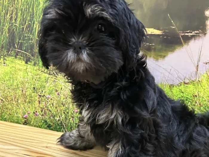 Female Lhasa Apso Puppy for Sale in Lee's Summit, MO
