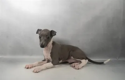Male Italian Greyhound puppy for sale at Summit Zoo.