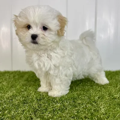 Male Lhasa-Poo Puppy for Sale in Lee's Summit, MO