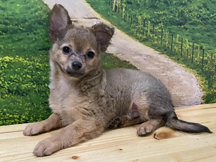 Male Chihuahua Puppy for Sale in Lee's Summit, MO
