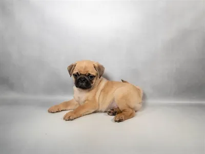 Male Pug puppy named Cannoli for sale at Summit Zoo.