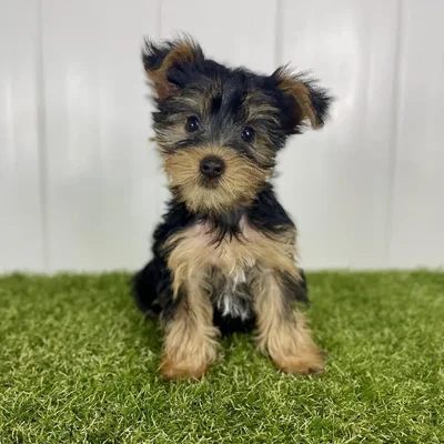 Female Yorkie Puppy for Sale in Lee's Summit, MO