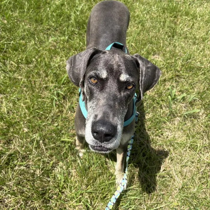 Female Great Dane (Adoption) adoption dog named Luna for sale at Summit Zoo.
