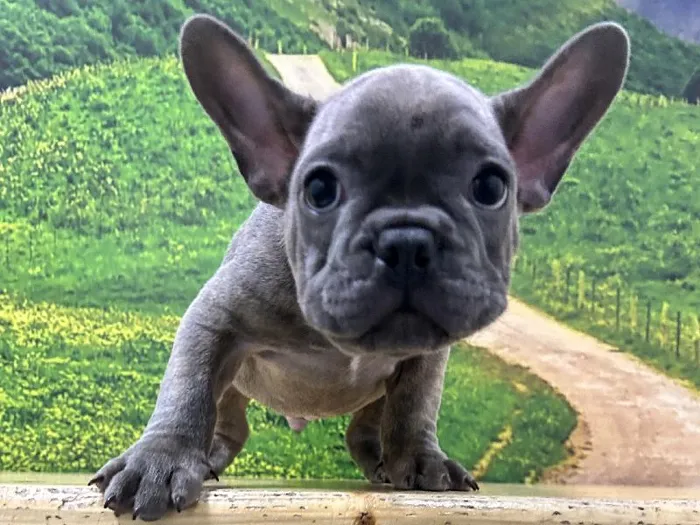 Male French Bulldog Puppy for Sale in Lee's Summit, MO