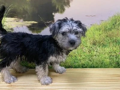 Male Silkese Puppy for Sale in Lee's Summit, MO