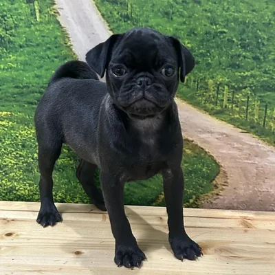 Female Pug Puppy for Sale in Lee's Summit, MO