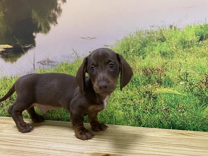 Male Dachshund Puppy for Sale in Lee's Summit, MO