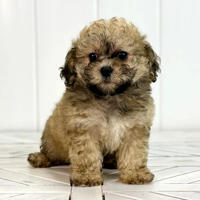 Female Shipoo puppy named Juno for sale at Summit Zoo.