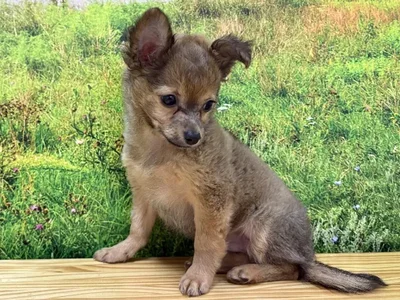 Male Chihuahua Puppy for Sale in Lee's Summit, MO