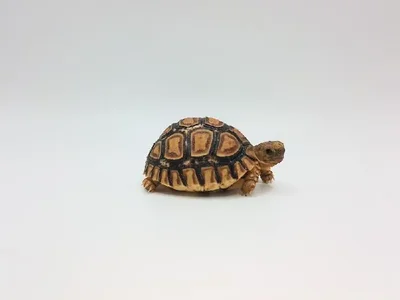 Unknown Leopard Tortoise Reptile for Sale in Lee's Summit, MO