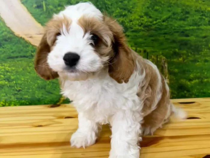 Male Cavapoo Puppy for Sale in Lee's Summit, MO
