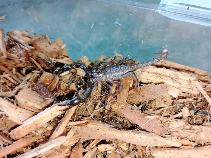 Unknown Black Forrest Scorpion Reptile for Sale in Lee's Summit, MO