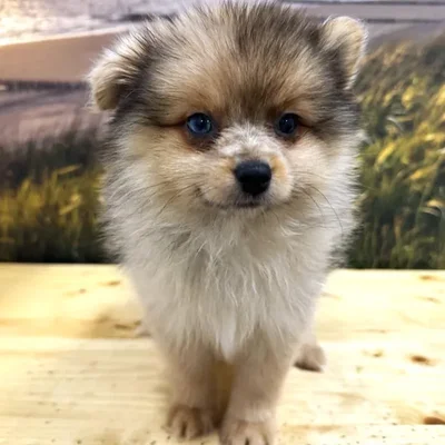 Male Pomeranian Puppy for Sale in Lee's Summit, MO