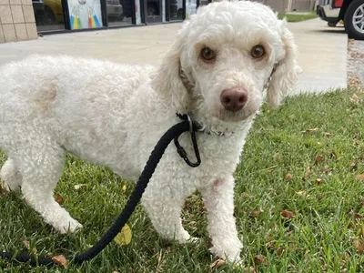 Female Miniature Poodle Adoption Adoption Dog for Sale in Lee's Summit, MO