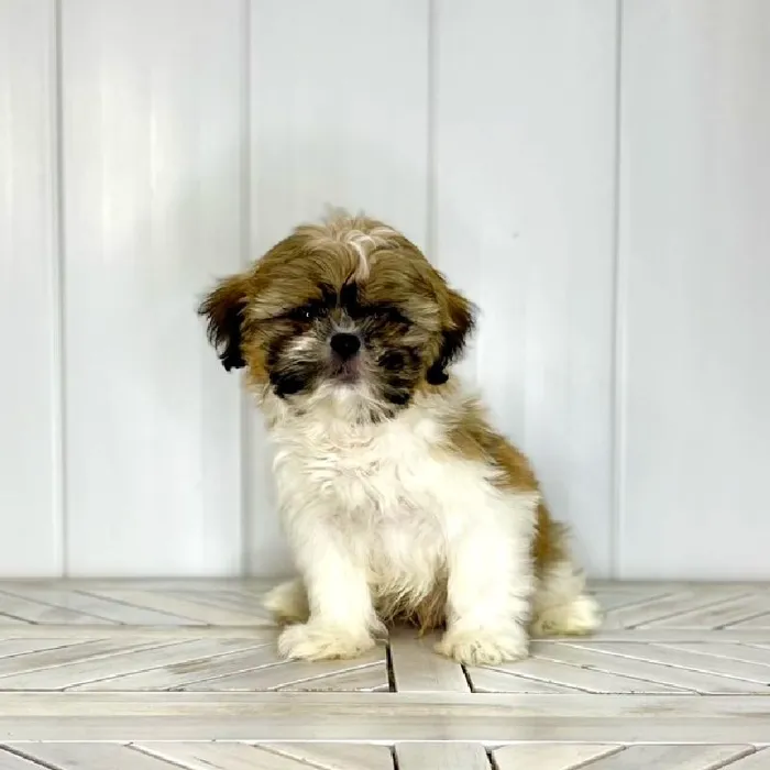 Male Shih Tzu puppy named Batman for sale at Summit Zoo.