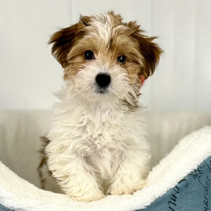 Female Yochon Puppy for Sale in Lee's Summit, MO