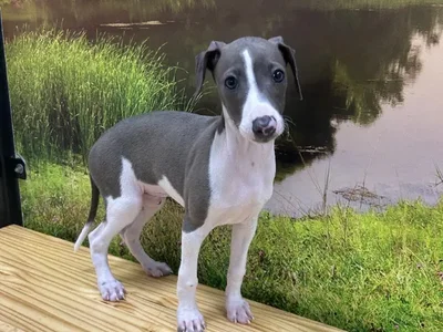 Male Italian Greyhound Puppy for Sale in Lee's Summit, MO