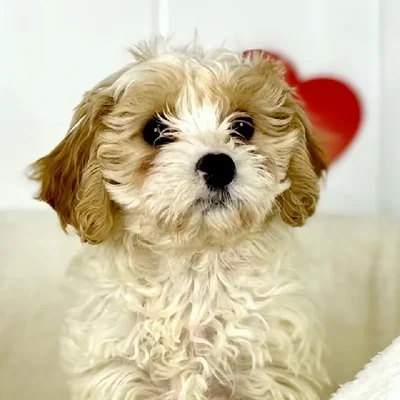 Female Cavachon Puppy for Sale in Lee's Summit, MO