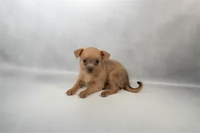 Female Chihuahua puppy named Apple for sale at Summit Zoo.