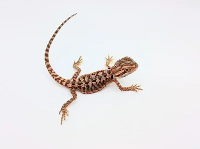 Unknown Citrus Bearded Dragon Leatherback Reptile for Sale in Lee's Summit, MO