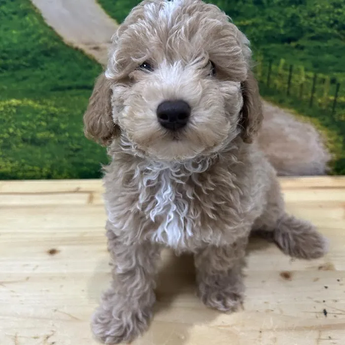 Male Bichon-Poodle Puppy for Sale in Lee's Summit, MO