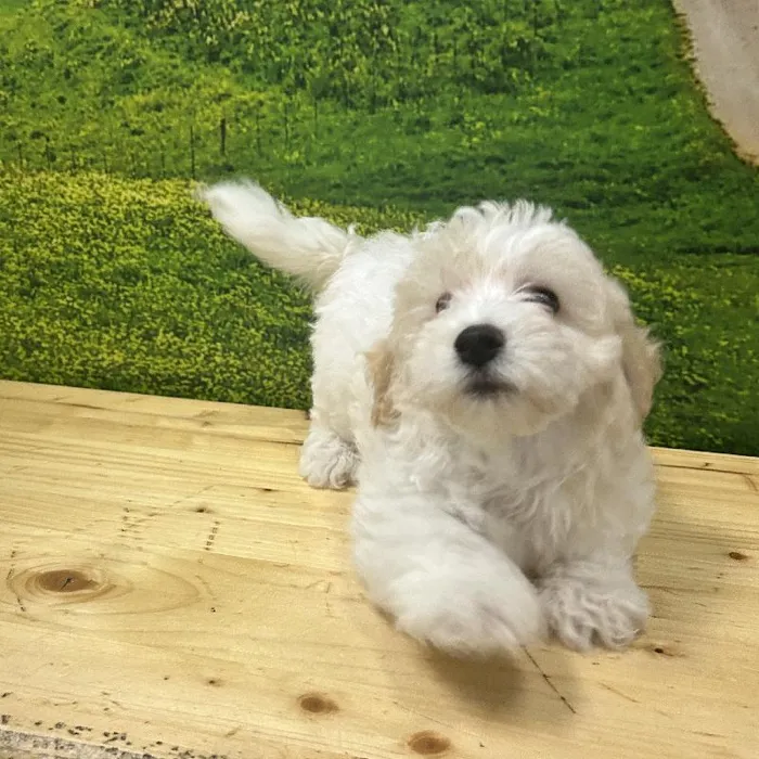 Female Hava-Chon Puppy for Sale in Lee's Summit, MO