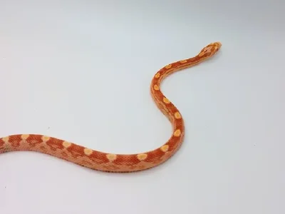 Unknown Butter Motley Cornsnake Reptile for Sale in Lee's Summit, MO