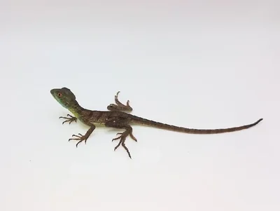 Unknown Green Basilisk Reptile for Sale in Lee's Summit, MO