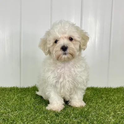 Male Maltipoo Puppy for Sale in Lee's Summit, MO