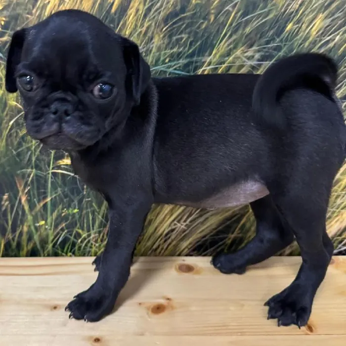 Female Pug Puppy for Sale in Lee's Summit, MO