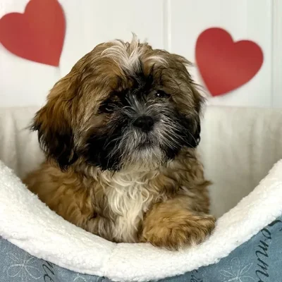 Male Shih Tzu Puppy for Sale in Lee's Summit, MO