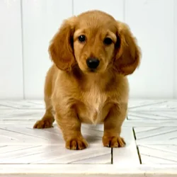 Female Dachshund puppy named Diva for sale at Summit Zoo.
