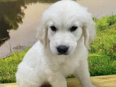 Male Golden Retriever Puppy for Sale in Lee's Summit, MO