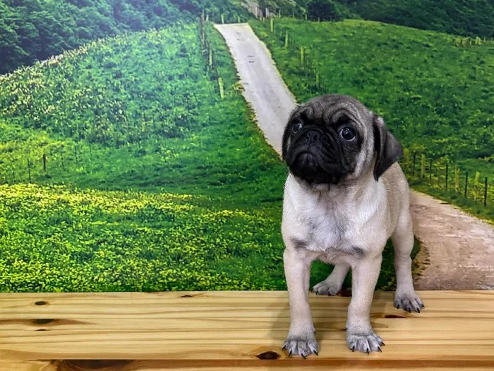 Female Pug Puppy for Sale in Lee's Summit, MO