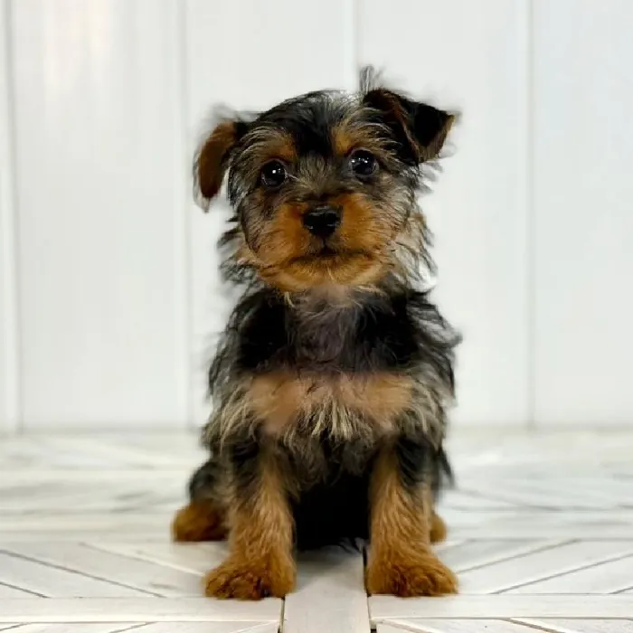 Male Silky Terrier puppy named Brownie for sale at Summit Zoo.