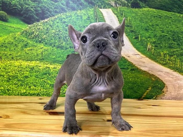 Male French Bulldog Puppy for Sale in Lee's Summit, MO