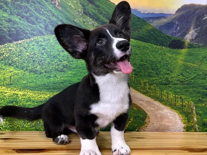 Male Cardigan Welsh Corgi Puppy for Sale in Lee's Summit, MO